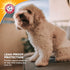 Arm & Hammer for Pets Female Dog Diapers, Size Small, Ultra-Absorbent, Adjustable, Leak-Proof (Pack of 6)