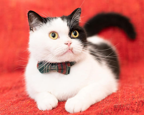 Breakaway Collar for Cats with Bell, Bowtie Floral Bow Detachable Adjustable Safety Puppy 2pcs Christmas-A
