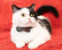 Breakaway Collar for Cats with Bell, Bowtie Floral Bow Detachable Adjustable Safety Puppy 2pcs Christmas-A