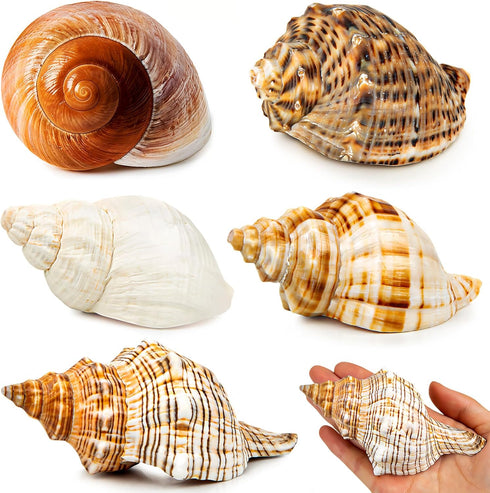 5PCS Extra Large Hermit Crab Shells, Natural Sea Conch Size 3" - 4.7", Turbo Seashells for Hermit Crab Supplies and