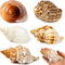 5PCS Extra Large Hermit Crab Shells, Natural Sea Conch Size 3" - 4.7", Turbo Seashells for Hermit Crab Supplies and