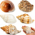 5PCS Extra Large Hermit Crab Shells, Natural Sea Conch Size 3" - 4.7", Turbo Seashells for Hermit Crab Supplies and
