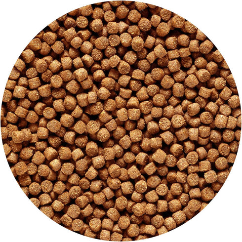 Hikari 3.5-Ounce Sinking Cichlid Gold Pellets for Pets, Mini