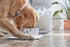Pearhead Dog Faces Pet Bowl - Ceramic Dog Water and Food Dish, Microwave & Dishwasher Safe, Holds 9 Cups