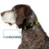 Dog Collar Plastic Clip Loki In Action, Black Gray Yellow Green, 11 to 17 Inches, 1.0 Inch Wide