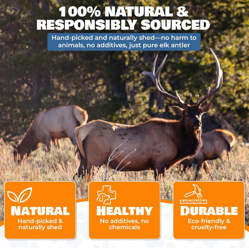 Natural Elk Antlers for Dogs, Premium Grade Dog Antler Chews, Long-Lasting Whole Deer Antlers for Medium and Large Dogs