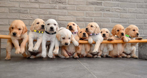16 PCS Adjustable Nylon Puppy Collars with Safety Buckle for Small Puppies, Breakaway ID Whelping Pet Supplies,