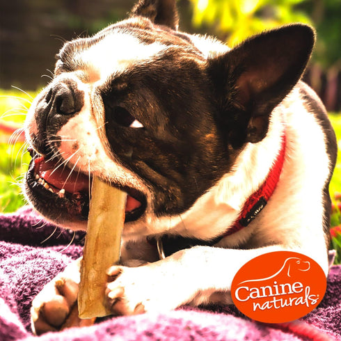 40 Pack 5 Inch Canine Naturals Beef Chew - Rawhide Free Dog Treats - Made with Real Beef - Poultry Free Recipe