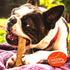 40 Pack 5 Inch Canine Naturals Beef Chew - Rawhide Free Dog Treats - Made with Real Beef - Poultry Free Recipe