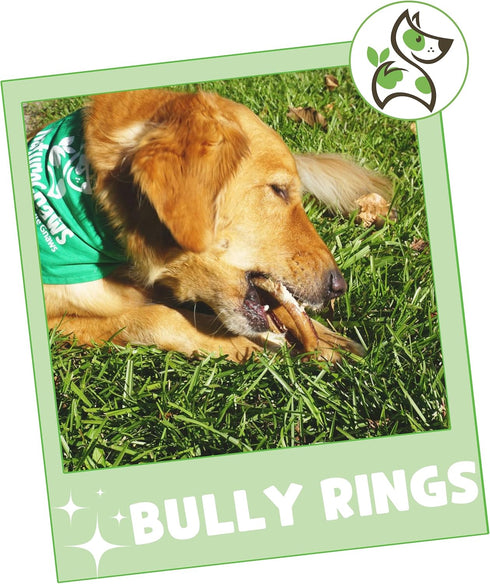 Nature Gnaws Bully Stick Rings for Dogs, 5 Count - Long Lasting Natural Beef Dog Chew Bones, Rawhide Free for