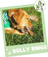 Nature Gnaws Bully Stick Rings for Dogs, 5 Count - Long Lasting Natural Beef Dog Chew Bones, Rawhide Free for