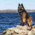 FLYSTAR Dog Shoes for Medium Large Dogs, Waterproof Non-Slip Boots for Winter, Reflective Adjustable Warm Paw Protector