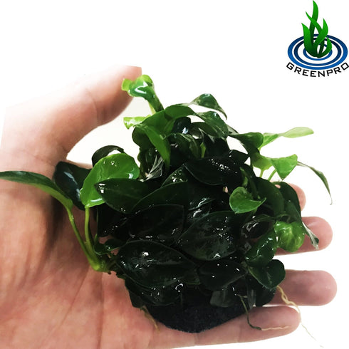 (Anubias Nana Petite Lava Stone) Anubias, Java Fern, Moss and More! Freshwater Live Aquarium Plants on Driftwood