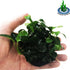 (Anubias Nana Petite Lava Stone) Anubias, Java Fern, Moss and More! Freshwater Live Aquarium Plants on Driftwood