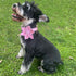 Summer Dog Collar with Flower, Cotton Cute Pink Flower Collar for XL Boy Girl Dog, Comfortable with Metal Buckle