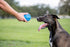 Nerf Dog Blue Rubber Ball Toy with Checkered Squeaker, Lightweight, Durable, Water Resistant, 4 Inch Diameter, Single