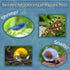 Aquatic Foods Inc. 4mm-3/16 40% Fish...4-lbs 12oz Snail & Shrimp Sinking Protein Nuggets for Snails, Shrimp, Axolotl