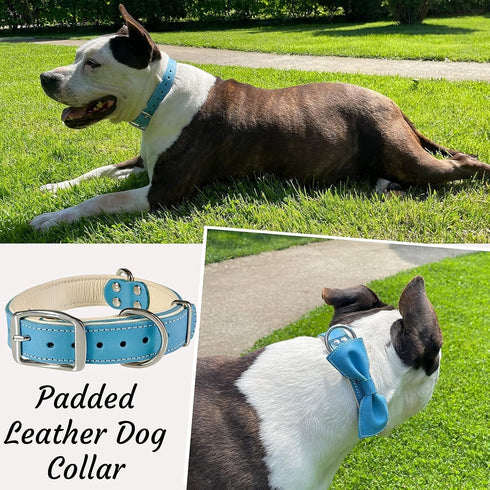 ADITYNA Heavy-Duty Leather Dog Collar - Soft Padded Blue Collar for Medium Dogs, Ideal for Walking and Training