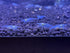 (10 (+1)) Blue Velvet Shrimps Live Freshwater Shrimp Aquarium Neocaridina Inverts RCS Blue Jelly Shrimps Shrimps