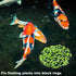 PAGOW 10pcs Fish Feeding Rings Set - Floating Aquarium Plant Corral, Round & Square Fish Feeder Rings