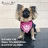 Parisian Pet Drama Queen Dog Bandana - Small