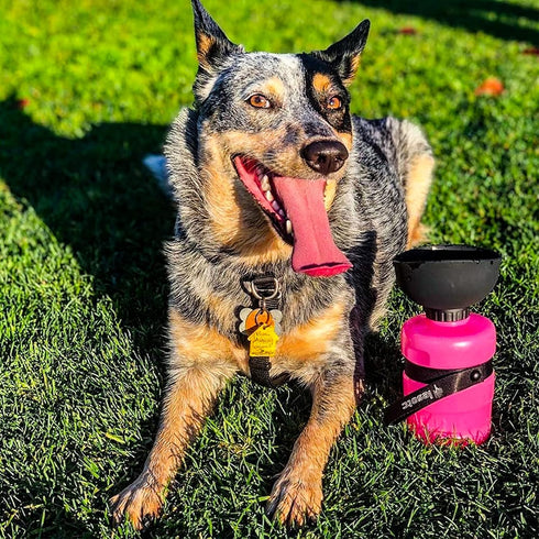 Lesotc Portable Dog Water Bottle with Dispenser and Leak Proof Bowl, Puppy Essentials for Outdoor Walking, Hiking,