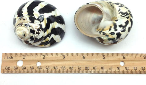 PEPPERLONELY 2 2-1/4 Inch 2-3/4 Inch PC Polished Black Magpie Turbo Sea Shell, Hermit Crab Sea Shells, ~