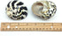 PEPPERLONELY 2 2-1/4 Inch 2-3/4 Inch PC Polished Black Magpie Turbo Sea Shell, Hermit Crab Sea Shells, ~