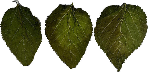 Awesome Aquatic Mulberry (Mulberry 50 Shrimp Leaves Natural Botanical Leaf Food Organic Treat Aquarium Fish Shrimp