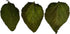 Awesome Aquatic Mulberry (Mulberry 50 Shrimp Leaves Natural Botanical Leaf Food Organic Treat Aquarium Fish Shrimp