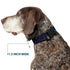 Buckle-Down Plastic Clip Collar - Galaxy Collage - Large, 1" Wide, Fits 15-26" Neck