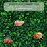 Generic 2 10x10 Inch Pieces Hermit Crab Climbing Toys, Faux Grass Hermit Crab Climbing Wall Mat Reptile Tank Decor