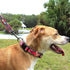 Pawtitas Camouflage Padded Reflective Puppy Training Collar - Medium/Large, Camo Green