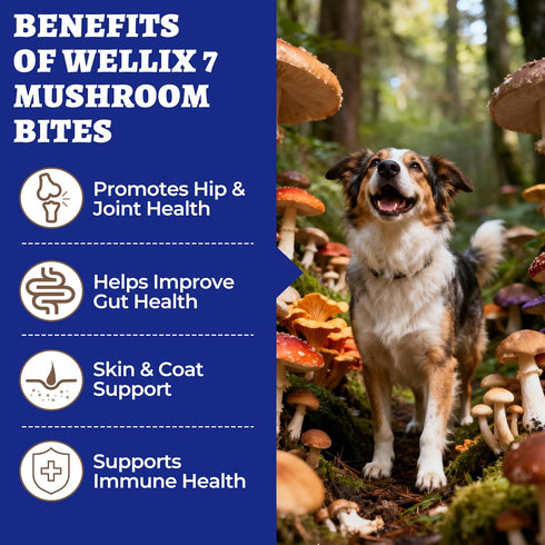 260 Immune, Bites Turkey Tail Mushroom for Dogs - Gut, Skin, Joint Health Mushroom Supplement for Dogs - Turkey Tail