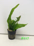 Jayco Buy2get1free,same Ps117, plant Java Fern, Microsorum Pteropus Potted Plant Live Aquarium Plant