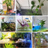 BEVINKATE Rimless 2 Aquarium Plant Holder for Fish Tank Pcs Corner Shelf for Fish Tank Top, Aquatic Plant Planter