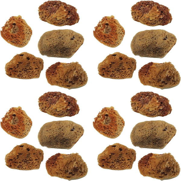 Needzo Hermit Crab Natural Sponge for Water Dish, Drinking and Tank Humidity,