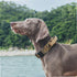 OneTigris Tough Tactical Dog Collar, Adjustable Military Collar with Handle, Large, Brown