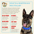 Country Brook Petz HossFit Jr Wide Martingale Dog Collar, Royal Blue, Medium