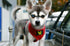 EcoBark Dog Harness, Eco-Friendly Max Comfort, Soft Mesh Halter, Over The Head Vest, No Pull, No Choke, XS, Red