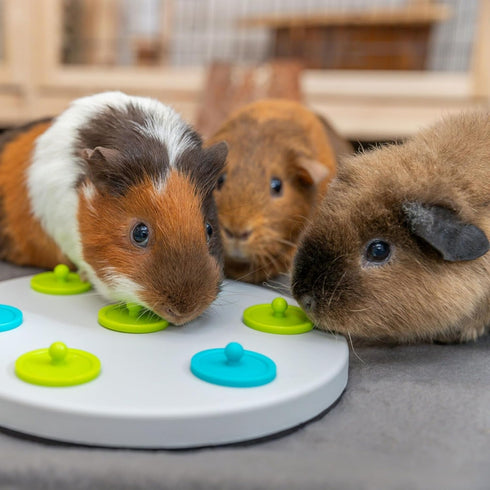 Chinchilla Trixie Rabbit Snack Board, Interactive Toy, Small Animal Puzzle, Mental Stimulation, Rabbit, Ferret, Bunny