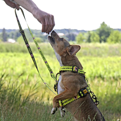 Dingo Dog Harness Do Not Pet Vest for Puppies, Dog in Training, Working Dog, Service Dog, Emotional Support Dog, Medium