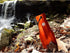 ust U-Dig-It Light Duty Aluminum Shovel for Garden and Campsite Use, Orange, One Size (20-12216)
