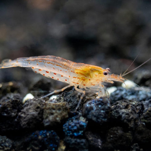 100% (3 Aquatic Arts Sun Orange Amano Shrimp Live Freshwater Algae-Eater (Caridina multidentata) | Hardy & Tank-Bred |