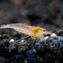 100% (3 Aquatic Arts Sun Orange Amano Shrimp Live Freshwater Algae-Eater (Caridina multidentata) | Hardy & Tank-Bred |