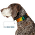 Buckle-Down Plastic Clip Collar - Tie Dye Swirl Multi Color, 1" Wide, Fits 11-17" Neck, Medium
