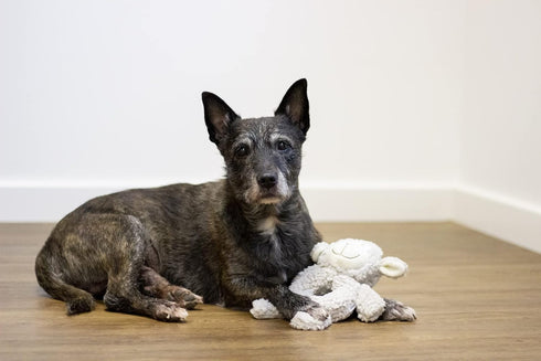 Senior Fleece Ring Body, Calming Lavender Dog Toy for Senior Dogs, Grey, 19cm x 23cm
