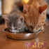 Messy Cats Stainless Steel Saucer Shaped Bowl - Fits Messy Cats Silicone Bowl Holders and Lids (Sold Separately)