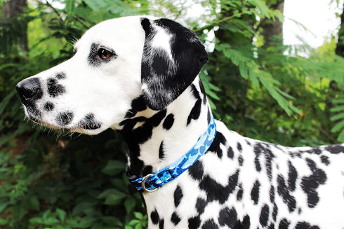 Limeloot Sharks Dog Collar, Summer Themed for Male and Female Dogs, Medium Size