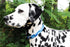 Limeloot Sharks Dog Collar, Summer Themed for Male and Female Dogs, Medium Size